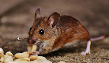 24 Hour & Emergency Exterminators in Baileys Crossroads, VA
